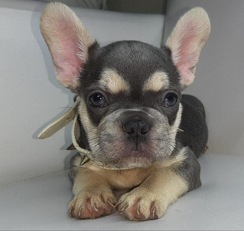 Bulldog Frances Lilac At Precio En Medellín Bogotá