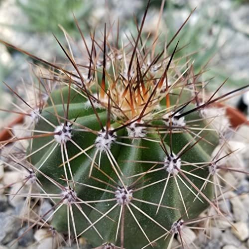 Carnegiea Gigantean Saguaro Cactus Cactus Suculentas Planta 