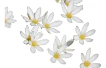 Comprar Bulbos De Zephyranthes Lirio De Lluvia 3 Colores X5 Bulbos
