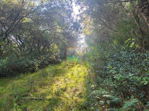 Imagen 5 de 23 de Campo Turístico 38 Hás En Zanja Del Tigre