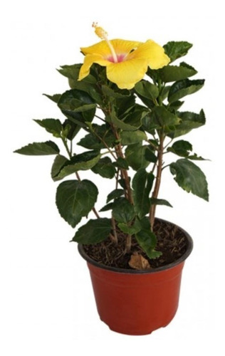 1 Planta De Tulipan Mexicano Amarillo Hibisco Flor Del Beso | MercadoLibre