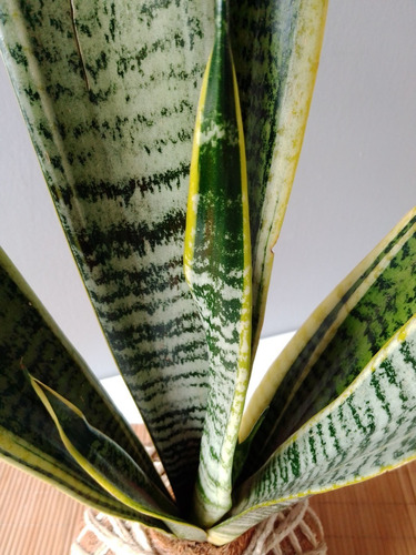 Sansevieria (lengua De Suegra) En Kokedama