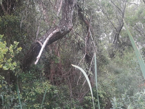 Campo De 12 Has En Paraje José Ignacio. Consulte !!!!!- Ref: 1372