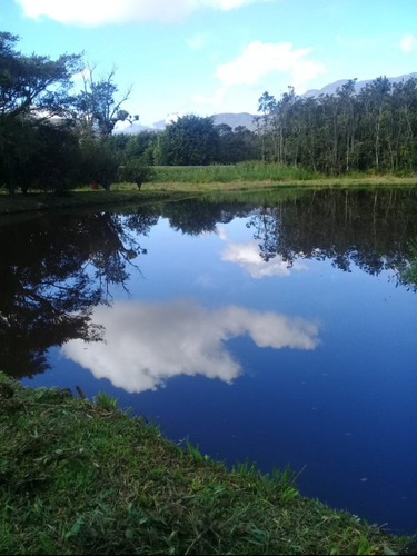 Imagem 4 de 9 de Chácara Em Morretes