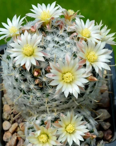 Mammillaria  Duwei, Biznaga,  10 Semillas, Mp