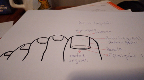 Imagen 5 de 5 de Auriculoterapia Y Podologia Basica