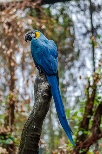 Cuadro 40x60cm Guacamayo Loro Animal Salvaje Fauna Ave M3