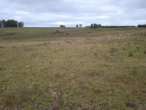Campo De 23 Hectáreas En Canelones