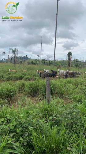 Imagem 1 de 15 de Fazenda À Venda Em São Felix Do Xingú - Pa - 5.808 Hectares (dupla Aptidão) - 2013