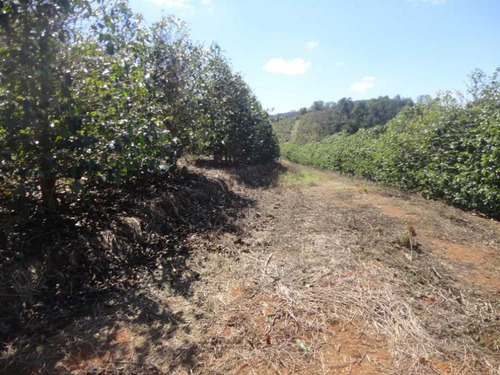 Imagem 20 de 30 de Fazenda De Café Em Monte Sião-mg - 7676