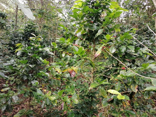 Imagen 4 de 8 de Finca De 7,6 Ha- $50000 - 4500 Plantas De Cafe Joven- Bosquez- Quebrada-zona Cafetalera En San Antonio De Las Aradas Mejor Cafe De Ecuador.