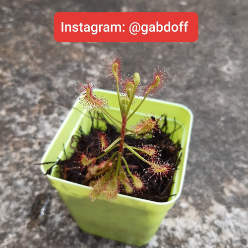 Planta Carnívora: Rocío Del Sol (drosera Madagascariensis)