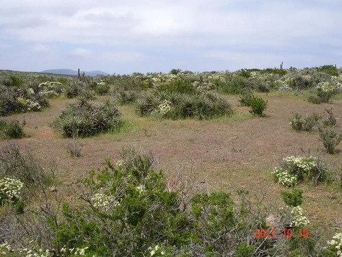 Parcela En Venta En Ovalle, Mirador De Talinay I