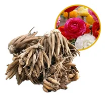 Comprar Bulbos Marimonia Flor De Papel Importado Holanda - Pack X5