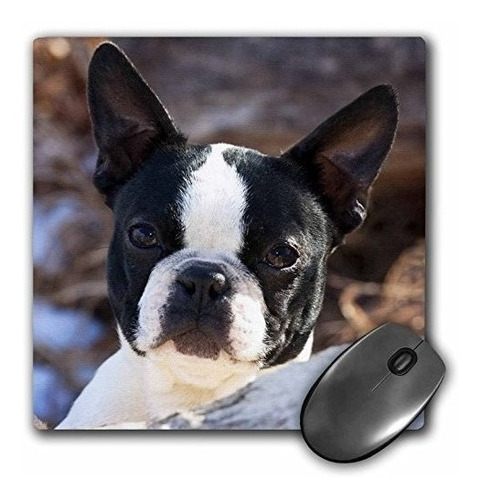 Purebred Boston Terrier Dog Na02 Pwo0017 Piperanne