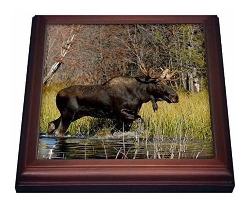 3drose Bull Moose Wildlife, Grand Teton Np, Wyoming Us51 Rnu
