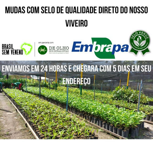 1 Muda Maracuja Banana Azul Chines Alporquia Pronta Entrega