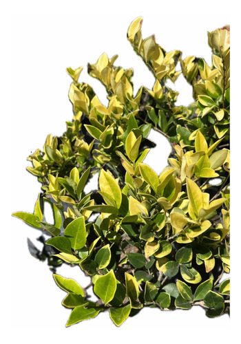Planta Para Cerco