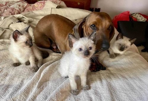 Imagen 3 de 4 de Gatitos Siameses Mama Blue Point- Papa Seal Point, 25 Julio