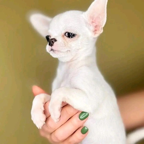 Chihuahua 21 Negro
