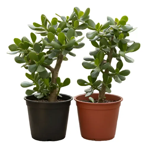 2 Unidades Pack Planta Jade Crassula Ovata rbol Abundancia | Cuotas sin  inters