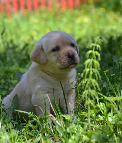 Cachorras Puras En San Vicente Y Canning, Crianza Con Amor