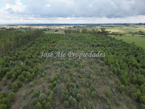 En Venta Campo De 8 Ha Y 8 Hectáreas Y 7883 Metros En Radia