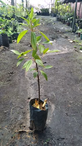 Kit Sementes De Manacá Da Serra Anão Para Mudas + Brinde