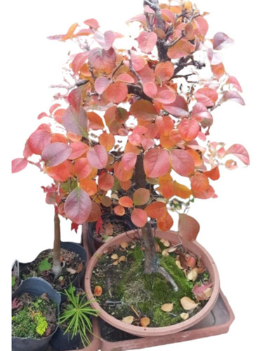 Bonsai De Pseudocydonia Sinensis Membrillero Rojo Otoñal