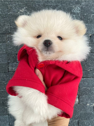 Imagen 1 de 8 de Pomerania Importados Exclusivos Calidad