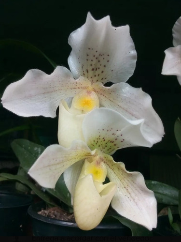 3 Orquídeas Paphiopedillum Con Envío 