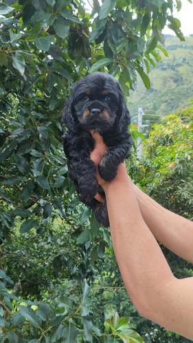 Cachorra Cocker Spaniel Hembra 