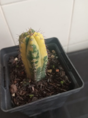 Cacto Trichocereus Pathanoii Arequipa Variegata Branco
