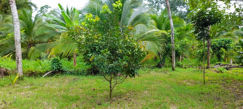 Imagen 6 de 11 de Vendo Finca El Carmen De Siquirres, Pueblo El Civil, Provincia De Limón