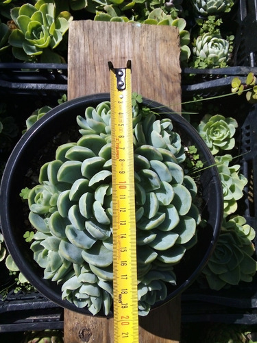 Imagen 5 de 9 de Echeveria Elegans Rosa De Alabastro - Colonia Adulta 8p