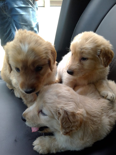 Cachorros Golden Retriever (9/4/1/2/0/1/4/2/0)