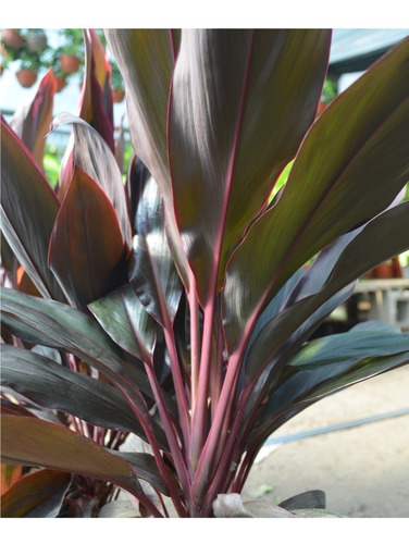 Palmera Dracena Rubra De Interiores. En Envase De 10 Litros