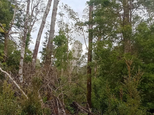 Parcela De 5000m2, Con Rol Propio D1, En Carretera Austral