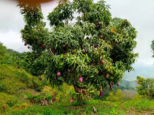 Vendo Permuto Finca Quipile