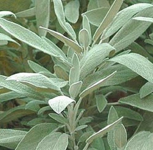 Semillas Salvia Medicinal Organicas Ideal Huerta Aromaticas