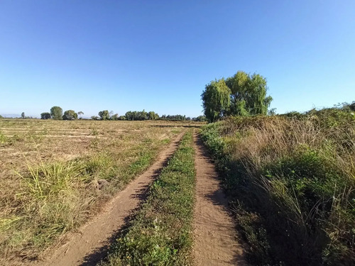 Terreno Agrícola En Venta, Campo De 60 Ha, Teno