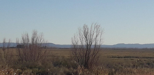 Vendo Importante Finca San Rafael Mendoza