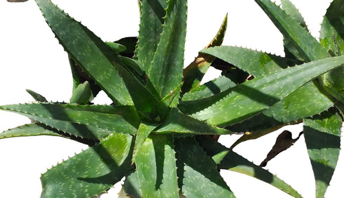 Planta Curativa Aloe Vera 27 Cm Hermosa Cicatriza Heridas