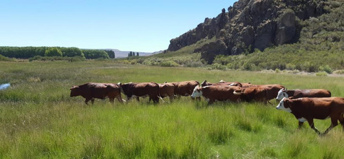 Estancia Manantiales De Collón Cura - Patagonia Argentina