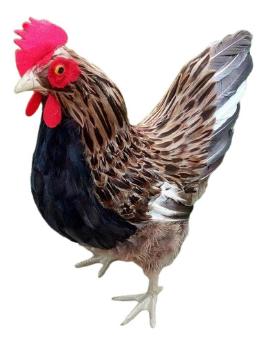 Modelo De Gallina, Escultura De Pollito, Figura De Animal L