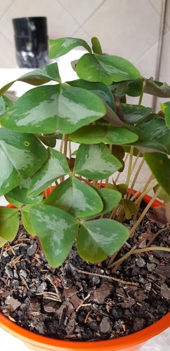Oxalis -flor De Oca-