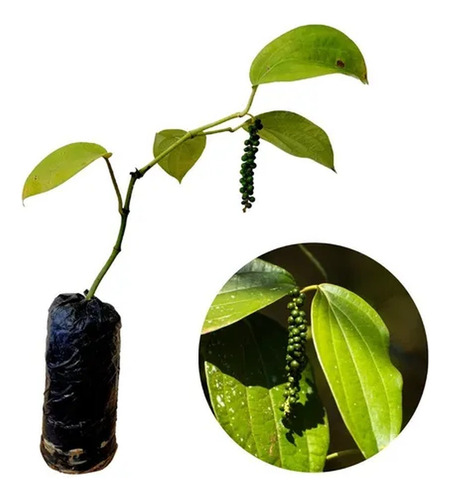 2 Mudas De Lança De São Jorge / Pimenta Do Reino