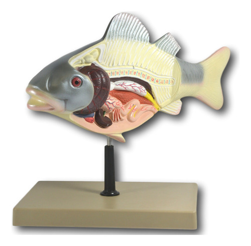 Modelo De Disección De Peces 3d, 14 Pulgadas De Longitud