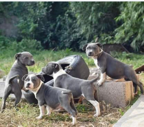 | Info | Cachorros Raza Staffordshire Bull Terrier Pedigree