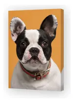 Comprar Cuadro 30x45cm Perros 3 Cachorro Pitbull Frente